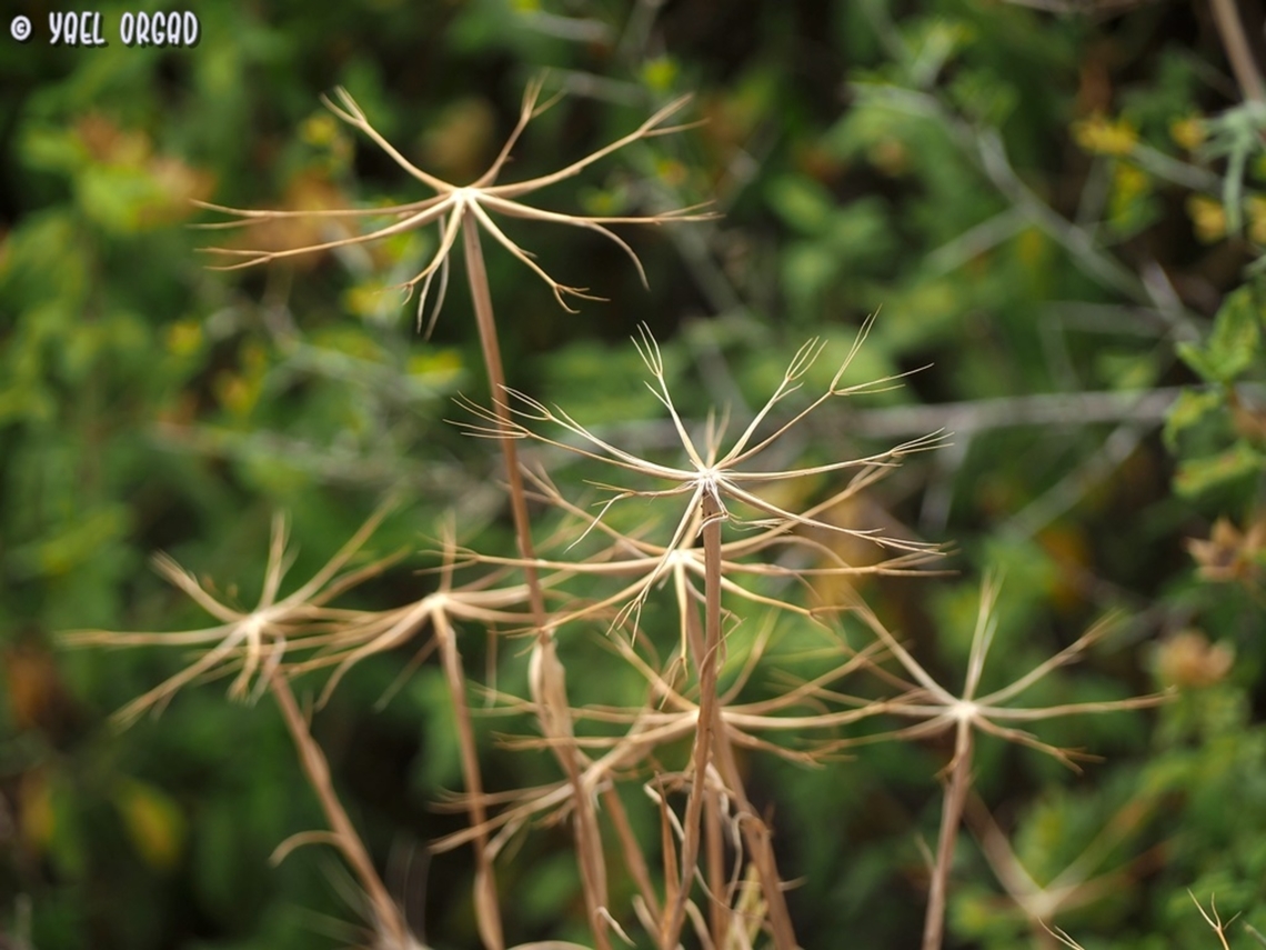 Geropogon hybridus  Geotagged,Geropogon hybridus,Israel,Slender Salsify,Spring