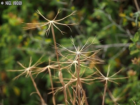 Geropogon hybridus  Geotagged,Geropogon hybridus,Israel,Slender Salsify,Spring