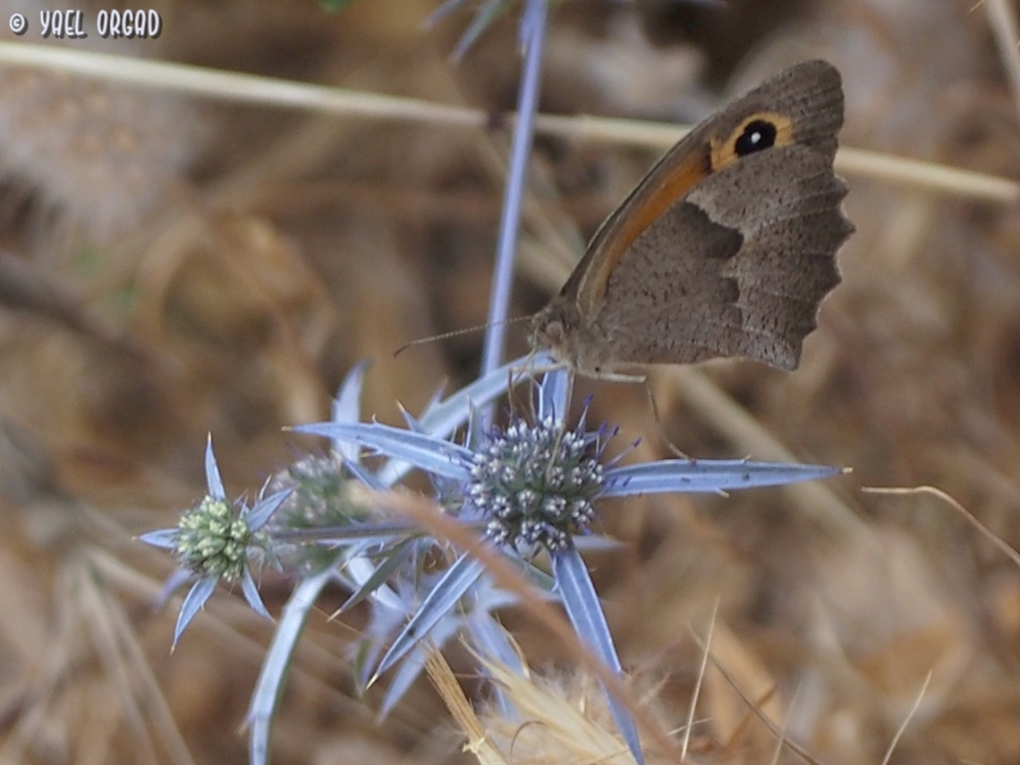 Maniola telmessia on Eryngium creticum  Eryngium creticum,Geotagged,Israel,Maniola telmessia,Spring