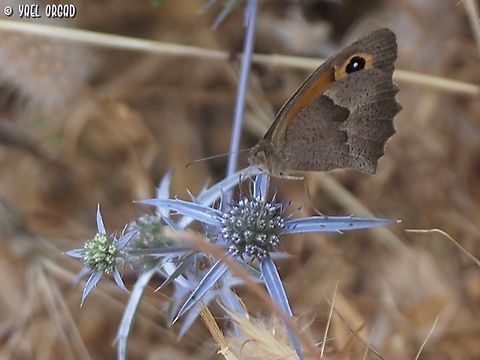 Maniola telmessia on Eryngium creticum  Eryngium creticum,Geotagged,Israel,Maniola telmessia,Spring
