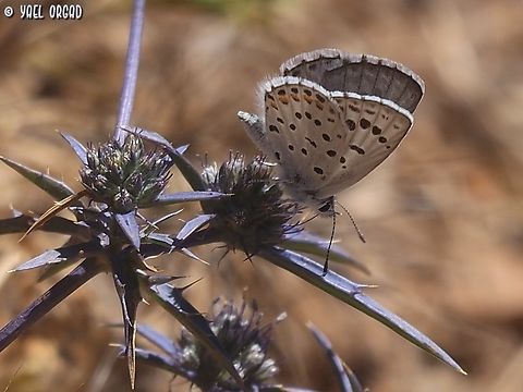 Pseudophilotes vicrama on Eryngium creticum  Eastern baton blue,Eryngium creticum,Geotagged,Israel,Pseudophilotes vicrama,Spring