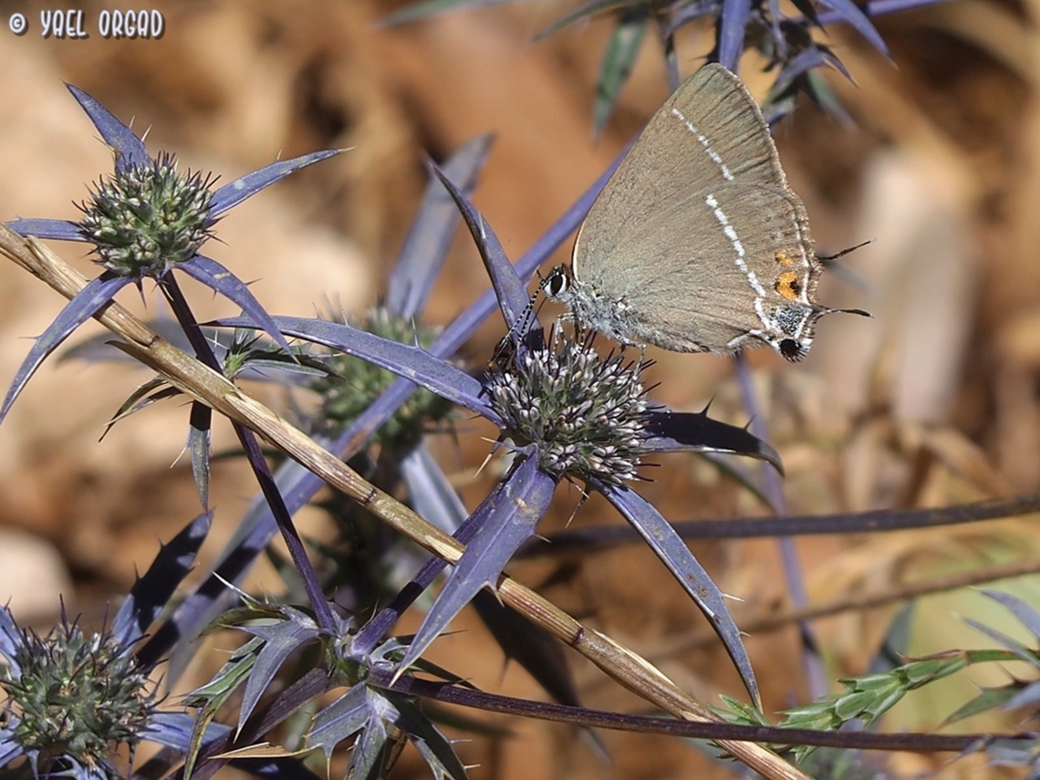 Satyrium spini on Eryngium creticum  Blue spot hairstreak,Eryngium creticum,Geotagged,Israel,Satyrium spini,Spring
