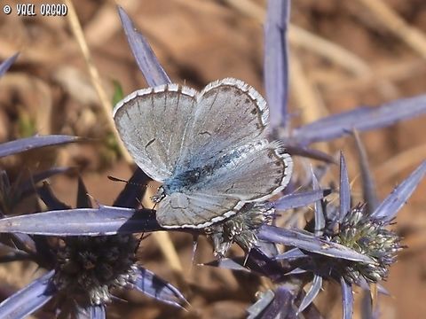 Pseudophilotes vicrama on Eryngium creticum  Eastern Baton Blue,Eryngium creticum,Geotagged,Israel,Pseudophilotes vicrama,Spring