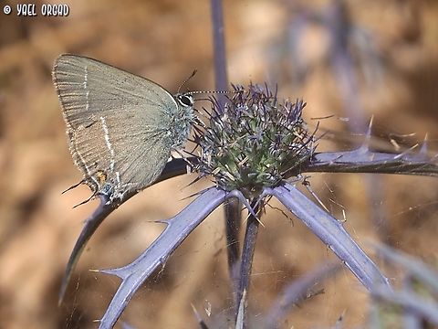 Satyrium spini on Eryngium creticum  Blue spot hairstreak,Eryngium creticum,Geotagged,Israel,Satyrium spini,Spring