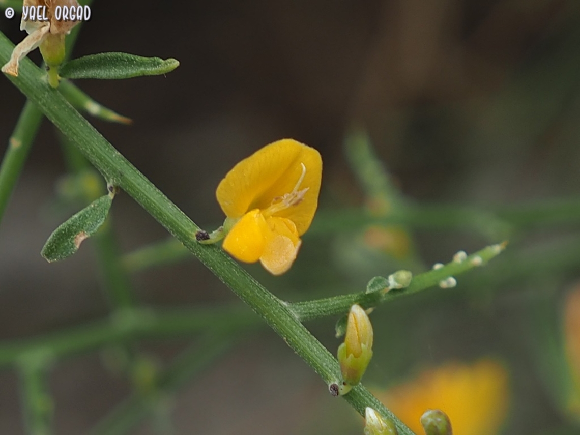 Genista fasselata  Genista fasselata,Geotagged,Israel,Spring