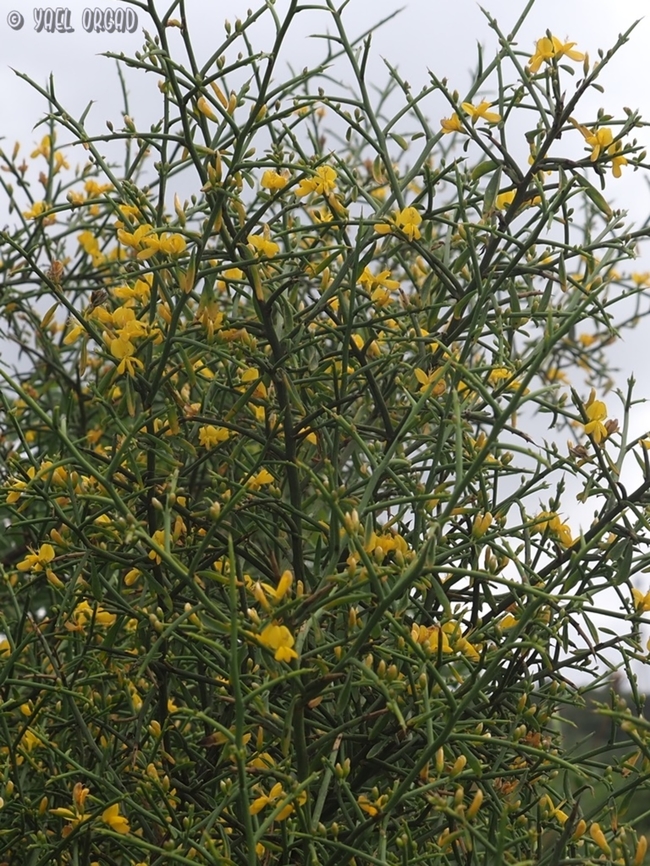 Genista fasselata  Genista fasselata,Geotagged,Israel,Spring