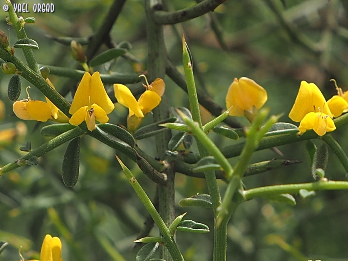 Genista fasselata  Genista fasselata,Geotagged,Israel,Spring
