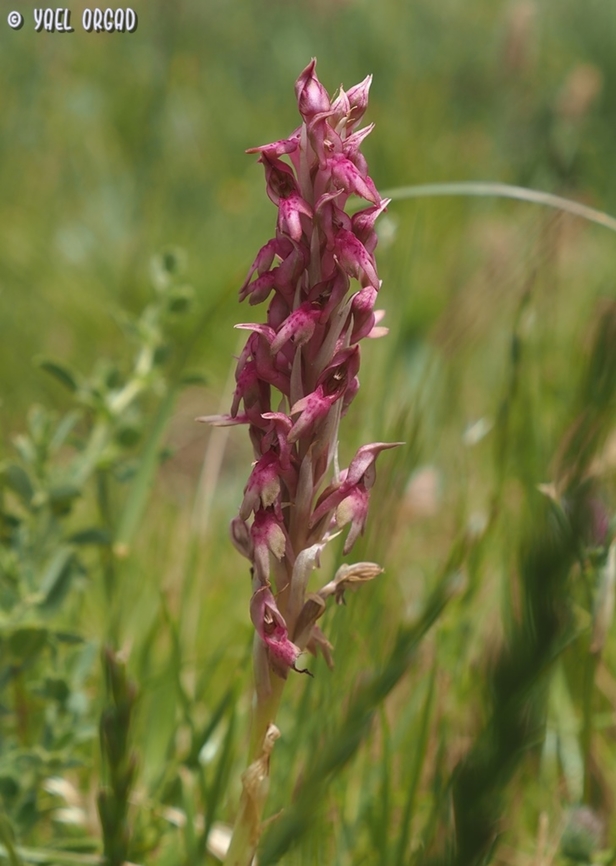 Anacamptis x kallithea Anacamptis coriophora X sancta Anacamptis x kallithea,Geotagged,Kalithea Orchid,Spring