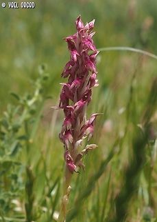 Anacamptis x kallithea Anacamptis coriophora X sancta Anacamptis x kallithea,Geotagged,Kalithea Orchid,Spring