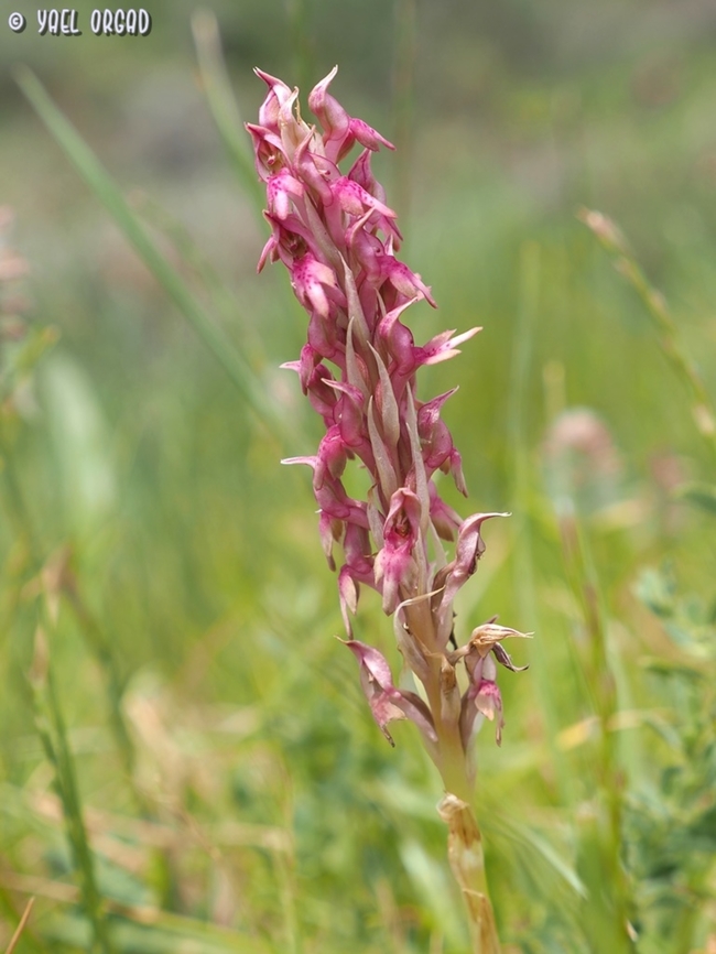 Anacamptis x kallithea  Anacamptis x kallithea,Kalithea Orchid