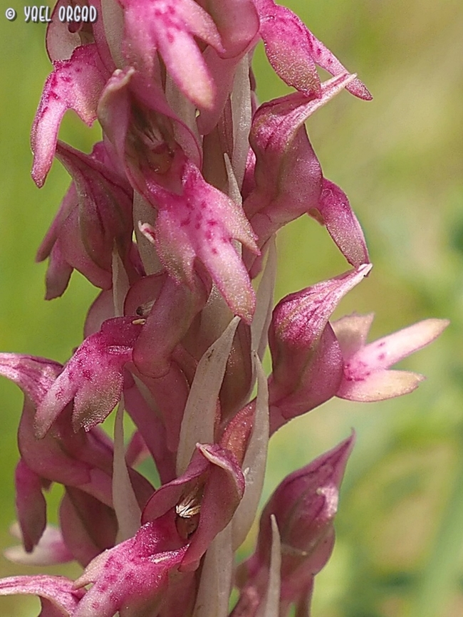 Anacamptis x kallithea we went Orchid-hunting, when Assaf Shifman said: I remember seeing the hybrid Anacamptis coriophora X sancta over 30 years ago... let's try to find it. we drove to the area he remembered, he stopped the car near the location and we started the search... about 30 meters from where we stopped the car - we found the hybrid. what an amazing man to have as a friend!  :-)   Anacamptis coriophora X sancta,Anacamptis x kallithea,Geotagged,Kalithea Orchid,Spring