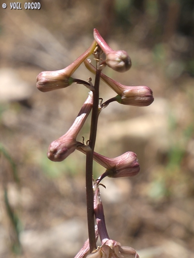 the Delphinium's "dolphins" the Delphinium is named after Dolphins, because its buds resemble the shape of Dolphins (at least according to the Linneus, who named the genus) Delphinium ithaburense,Geotagged,Israel,Mount Tabor Larkspur,Spring