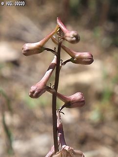 the Delphinium's "dolphins" the Delphinium is named after Dolphins, because its buds resemble the shape of Dolphins (at least according to the Linneus, who named the genus) Delphinium ithaburense,Geotagged,Israel,Mount Tabor Larkspur,Spring