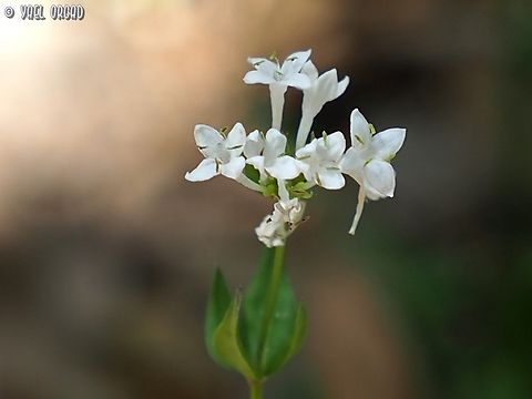 Asperula libanotica  Asperula libanotica,Geotagged,Israel,Spring