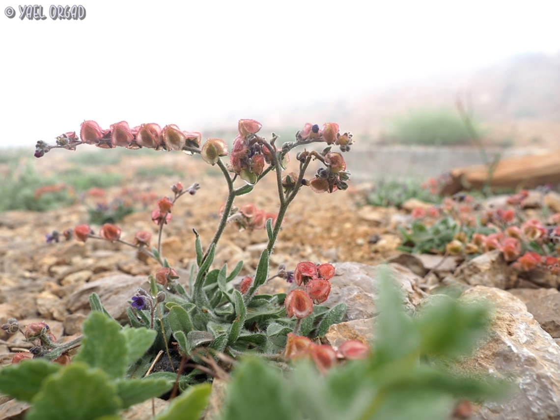 A foggy Mattiastrum lithospermifolium we drove especially to visit the upper parts of Mount Hermon in Israel (elev. 2200m) - we managed to be there about 15 minutes before we were forced to get to the lower parts, due to the heavy heavy fog that surrounded the mountain all day. I did manage to take a picture of this little Mattiastrum in the fog.  Israel,Mattiastrum lithospermifolium,Mount Hermon