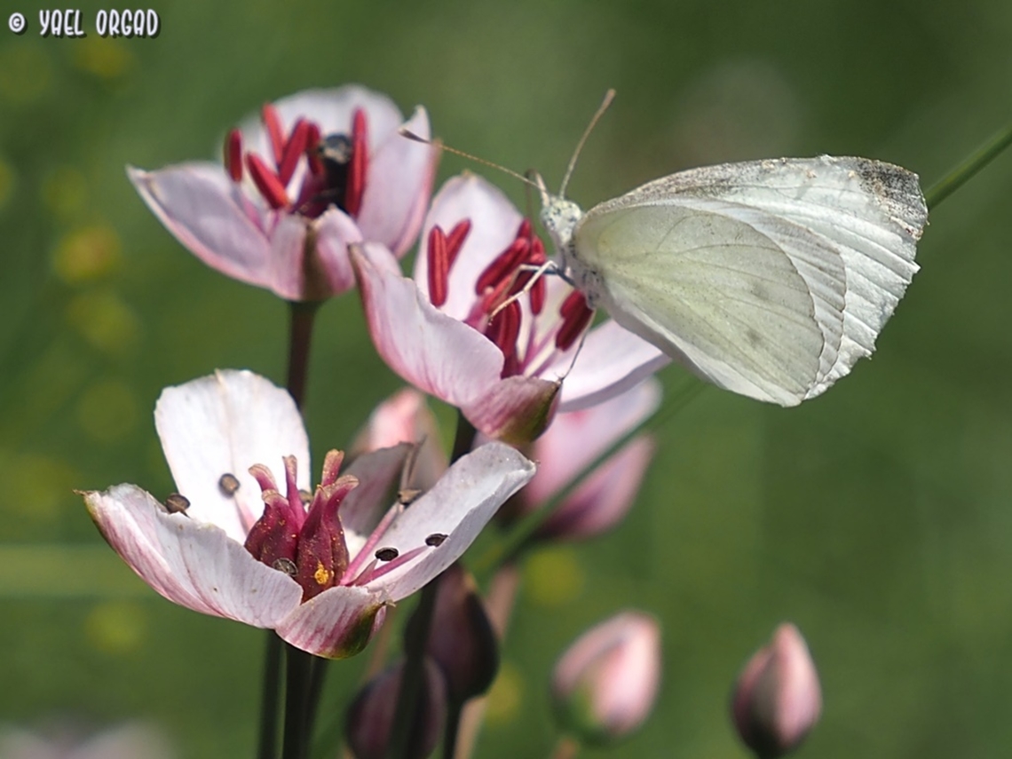 Pieris rapae on Butomus umbellatus  Butomus umbellatus,Geotagged,Israel,Pieris rapae,Small White,Spring