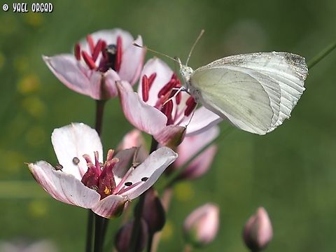 Pieris rapae on Butomus umbellatus  Butomus umbellatus,Geotagged,Israel,Pieris rapae,Small White,Spring