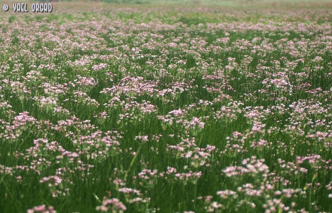 Butomus umbellatus  Butomus umbellatus,Flowering rush