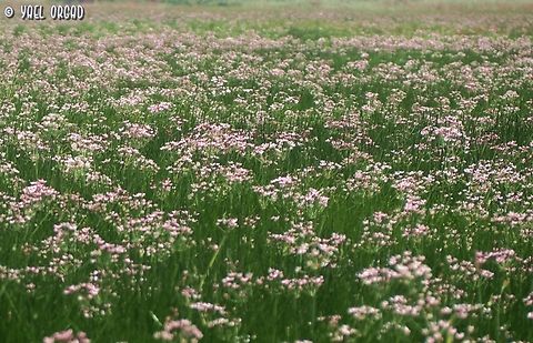 Butomus umbellatus  Butomus umbellatus,Flowering rush