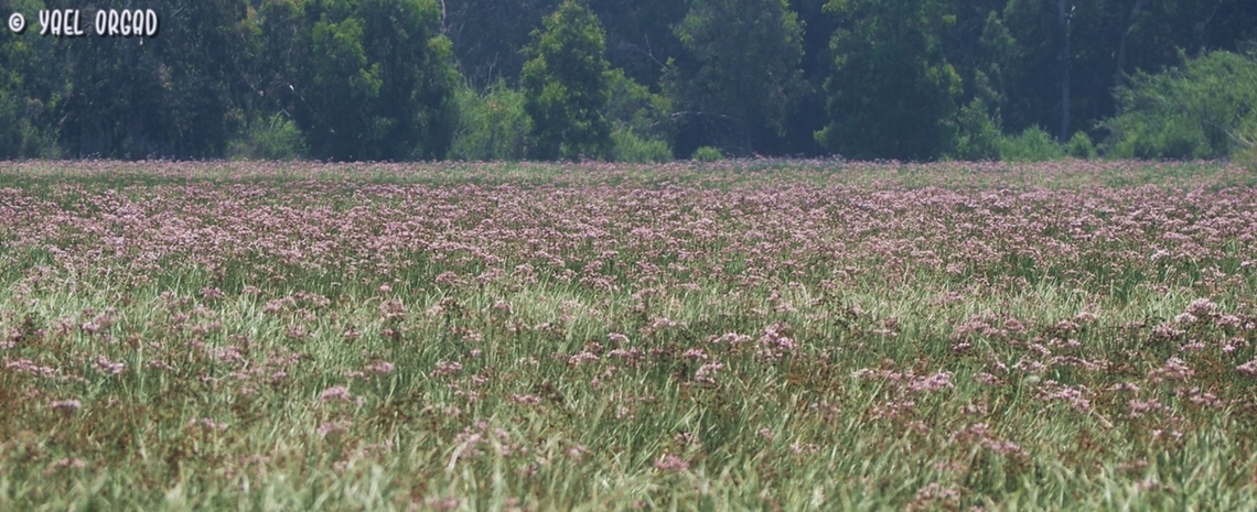 the pond is all pink! Butomus umbellatus filling the winter pond, making the whole view completely pink!<br />
I added a picture of the edge of the pond, where you can see the shallow water:<br />
<figure class="photo"><a href="https://www.jungledragon.com/image/136614/the_edge_of_the_pond.html" title="the edge of the pond"><img src="https://s3.amazonaws.com/media.jungledragon.com/images/3519/136614_thumb.JPG?AWSAccessKeyId=05GMT0V3GWVNE7GGM1R2&Expires=1769040010&Signature=Y4nxVOELj8SbV6s8VYlap4SnyZY%3D" width="200" height="150" alt="the edge of the pond where thousands of Butomus umbellatus grow densely together. <br />
you can see the pond here:<br />
https://www.jungledragon.com/image/136576/the_pond_is_all_pink.html<br />
or here:<br />
https://www.jungledragon.com/image/136575/butomus_umbellatus.html Butomus umbellatus,Flowering rush,Geotagged,Israel,Spring" /></a></figure> Butomus umbellatus,Flowering rush,Geotagged,Israel,Spring