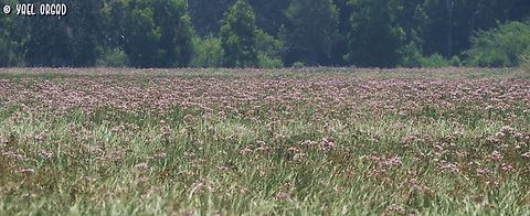the pond is all pink! Butomus umbellatus filling the winter pond, making the whole view completely pink!
I added a picture of the edge of the pond, where you can see the shallow water:
https://www.jungledragon.com/image/136614/the_edge_of_the_pond.html Butomus umbellatus,Flowering rush,Geotagged,Israel,Spring