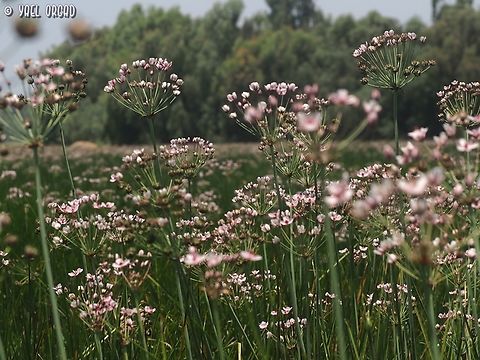 Butomus umbellatus  Butomus umbellatus,Flowering rush,Geotagged,Israel,Spring