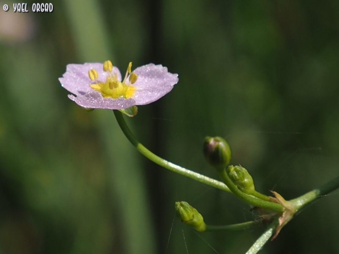 Alisma lanceolatum the flower looks like someone spread glitter dust on it...  Alisma lanceolatum,Geotagged,Israel,Spring