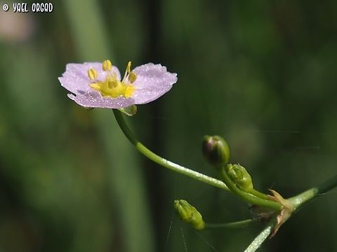 Alisma lanceolatum the flower looks like someone spread glitter dust on it...  Alisma lanceolatum,Geotagged,Israel,Spring