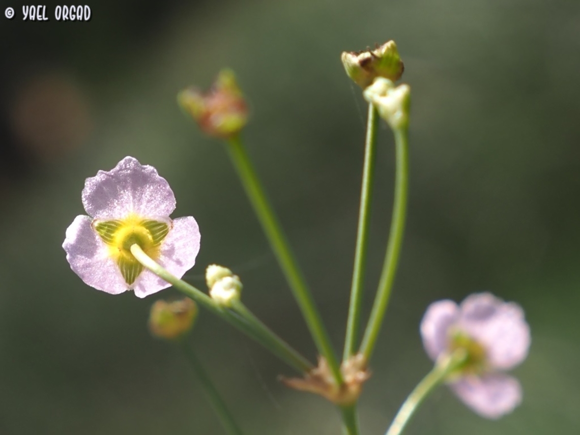 Alisma lanceolatum  Alisma lanceolatum,Geotagged,Israel,Spring