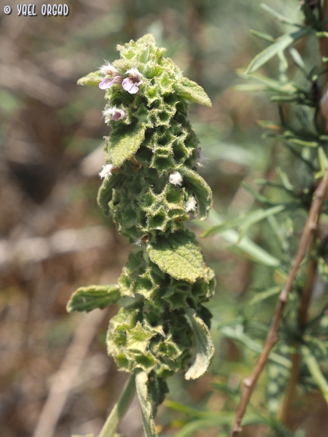 Ballota philistaea  Ballota philistaea,Geotagged,Israel,Spring