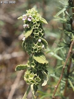 Ballota philistaea  Ballota philistaea,Geotagged,Israel,Spring