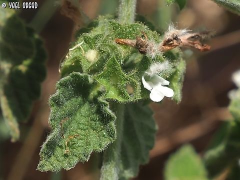 Ballota philistaea - white variant or maybe albino...  Ballota philistaea,Geotagged,Israel,Spring