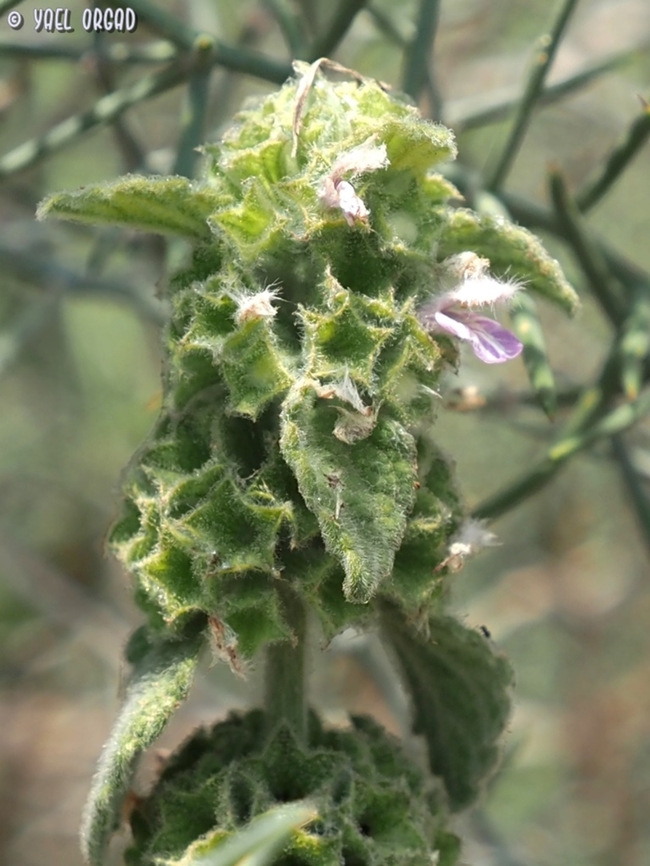 Ballota philistaea  Ballota philistaea,Geotagged,Israel,Spring