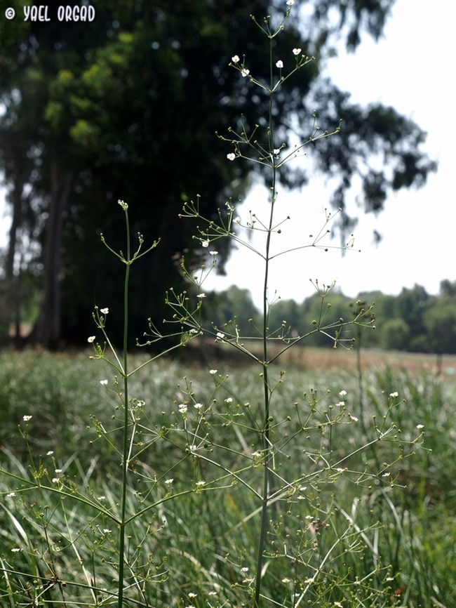 Alisma lanceolatum  Alisma lanceolatum,Geotagged,Israel,Spring