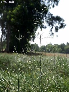 Alisma lanceolatum  Alisma lanceolatum,Geotagged,Israel,Spring