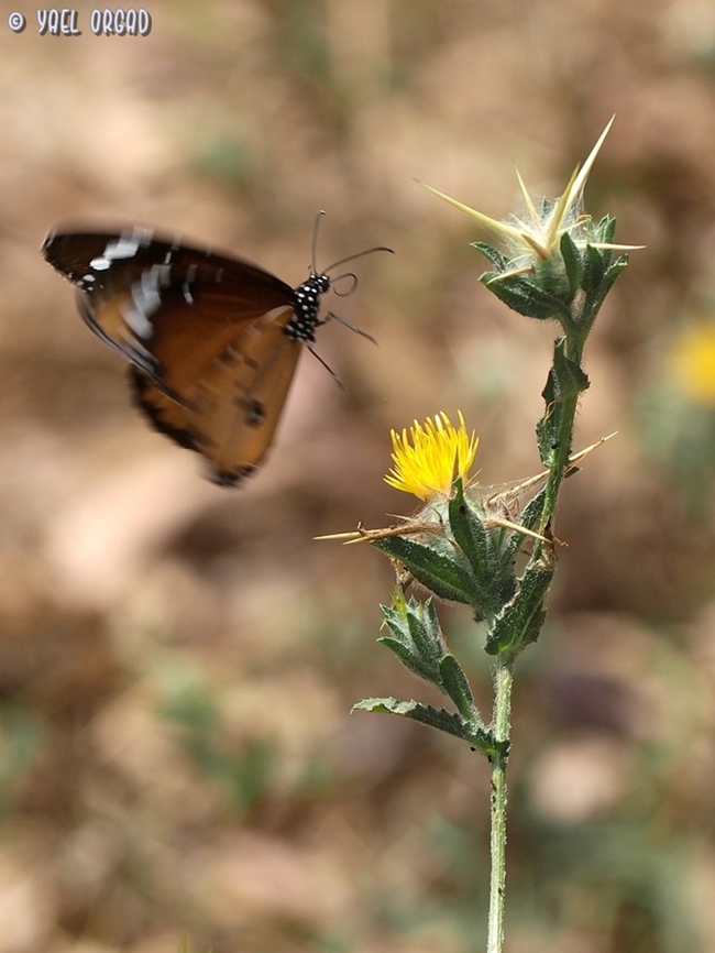 Danaus chrysippus on Centaurea procurrens  Centaurea procurrens,Danaus chrysippus,Geotagged,Israel,Plain tiger  African queen,Spring