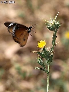 Danaus chrysippus on Centaurea procurrens  Centaurea procurrens,Danaus chrysippus,Geotagged,Israel,Plain tiger  African queen,Spring