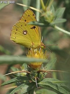 Colias croceus on Centaurea procurrens  Clouded yellow,Colias croceus,Geotagged,Israel,Spring