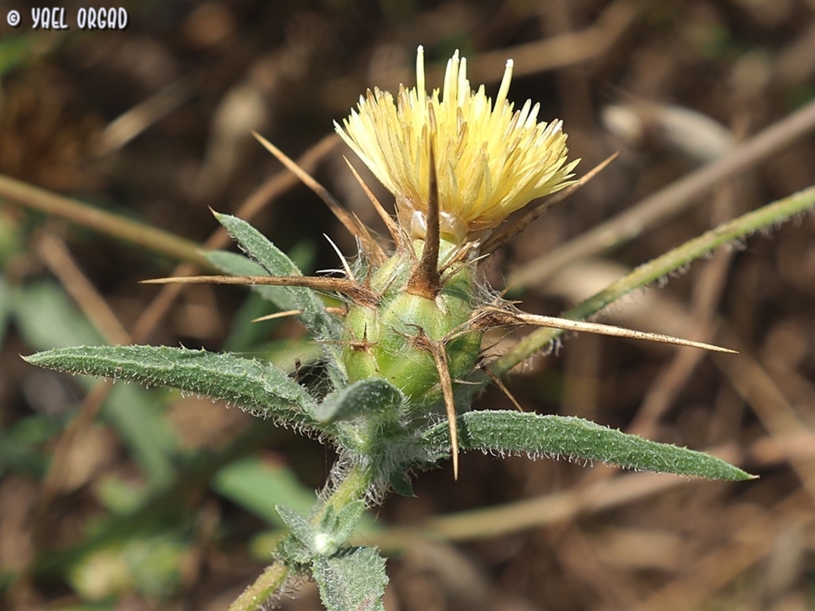Centaurea procurrens - pale variant  Centaurea procurrens,Geotagged,Israel,Spring