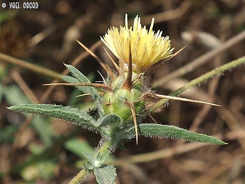 Centaurea procurrens - pale variant  Centaurea procurrens,Geotagged,Israel,Spring