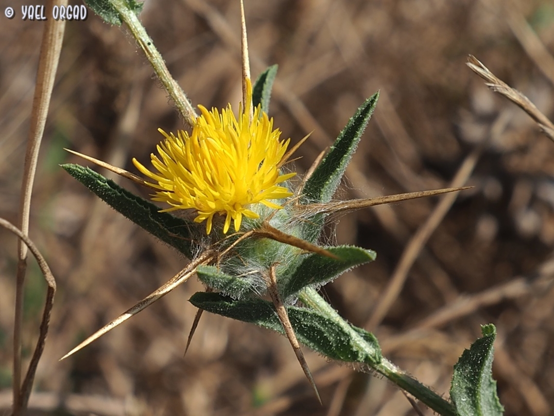 Centaurea procurrens  Centaurea procurrens,Geotagged,Israel,Spring