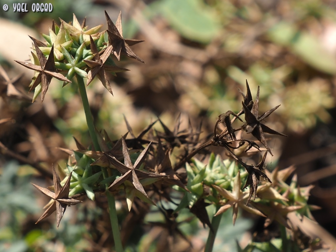 Damasonium alisma  Damasonium alisma,Geotagged,Israel,Spring,Starfruit