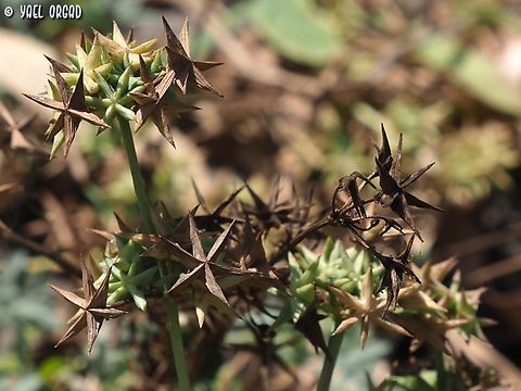 Damasonium alisma  Damasonium alisma,Geotagged,Israel,Spring,Starfruit
