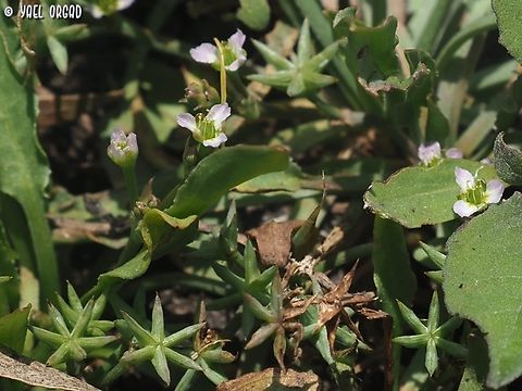 Damasonium alisma  Damasonium alisma,Geotagged,Israel,Spring,Starfruit