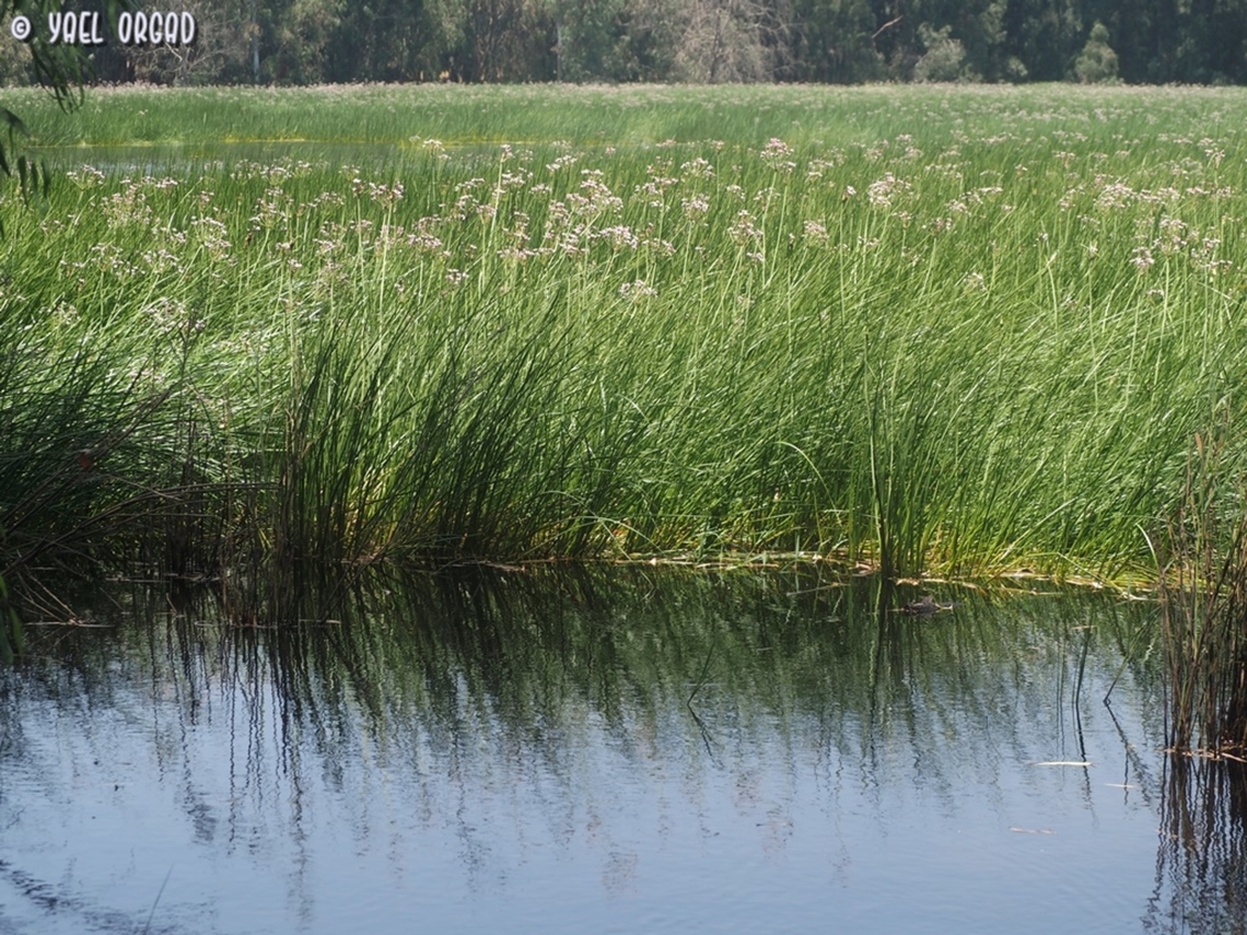 the edge of the pond where thousands of Butomus umbellatus grow densely together. <br />
you can see the pond here:<br />
<figure class="photo"><a href="https://www.jungledragon.com/image/136576/the_pond_is_all_pink.html" title="the pond is all pink!"><img src="https://s3.amazonaws.com/media.jungledragon.com/images/3519/136576_thumb.JPG?AWSAccessKeyId=05GMT0V3GWVNE7GGM1R2&Expires=1759968010&Signature=kY459qeKF6G4MKtPTQVA7ofO6L0%3D" width="200" height="82" alt="the pond is all pink! Butomus umbellatus filling the winter pond, making the whole view completely pink!<br />
I added a picture of the edge of the pond, where you can see the shallow water:<br />
https://www.jungledragon.com/image/136614/the_edge_of_the_pond.html Butomus umbellatus,Flowering rush,Geotagged,Israel,Spring" /></a></figure><br />
or here:<br />
<figure class="photo"><a href="https://www.jungledragon.com/image/136575/butomus_umbellatus.html" title="Butomus umbellatus"><img src="https://s3.amazonaws.com/media.jungledragon.com/images/3519/136575_thumb.JPG?AWSAccessKeyId=05GMT0V3GWVNE7GGM1R2&Expires=1759968010&Signature=V93TWoZFLlmLJQ9CZL%2FmUHV0Nbw%3D" width="200" height="130" alt="Butomus umbellatus  Butomus umbellatus,Flowering rush" /></a></figure> Butomus umbellatus,Flowering rush,Geotagged,Israel,Spring