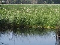the edge of the pond where thousands of Butomus umbellatus grow densely together. <br />
you can see the pond here:<br />
https://www.jungledragon.com/image/136576/the_pond_is_all_pink.html<br />
or here:<br />
https://www.jungledragon.com/image/136575/butomus_umbellatus.html Butomus umbellatus,Flowering rush,Geotagged,Israel,Spring