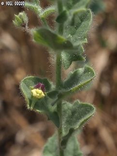 Kickxia elatine a tiny plant, quite common, but blooms later in the season and very small - so less noticed.  Geotagged,Israel,Kickxia elatine,Spring