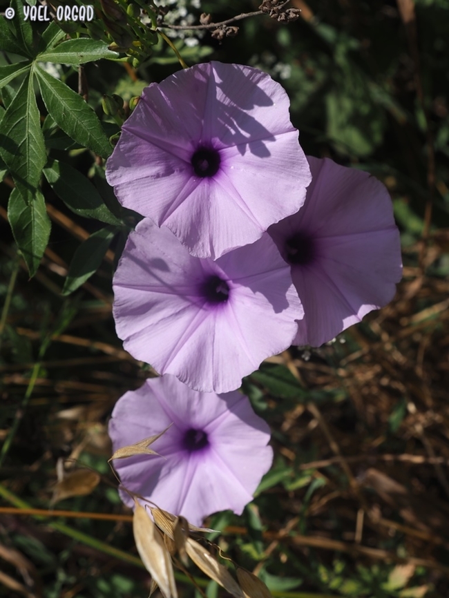 Ipomoea cairica  Geotagged,Ipomoea cairica,Israel,Mile-a-minute Vine,Spring