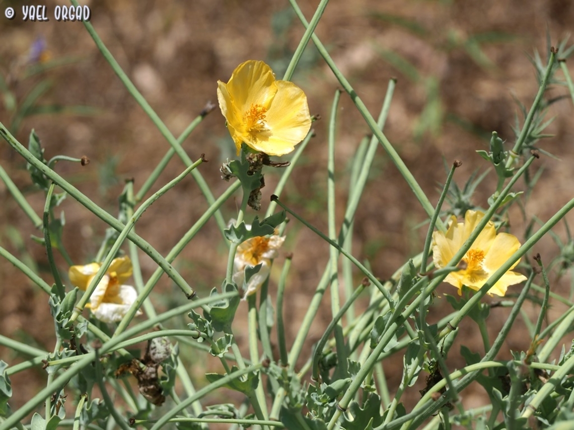 Glaucium flavum  Geotagged,Glaucium flavum,Israel,Spring,Yellow hornpoppy