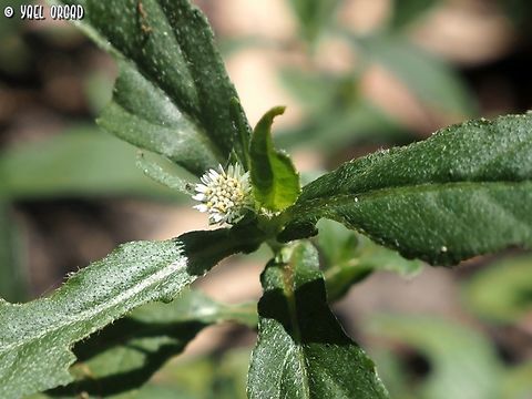 Eclipta prostrata its origins are in the Americas, now it's naturalized all over the world, including Israel.  Eclipta prostrata,False Daisy,Geotagged,Israel,Spring